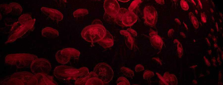 Red Jellyfish #2 Photograph by Prince Andre Faubert