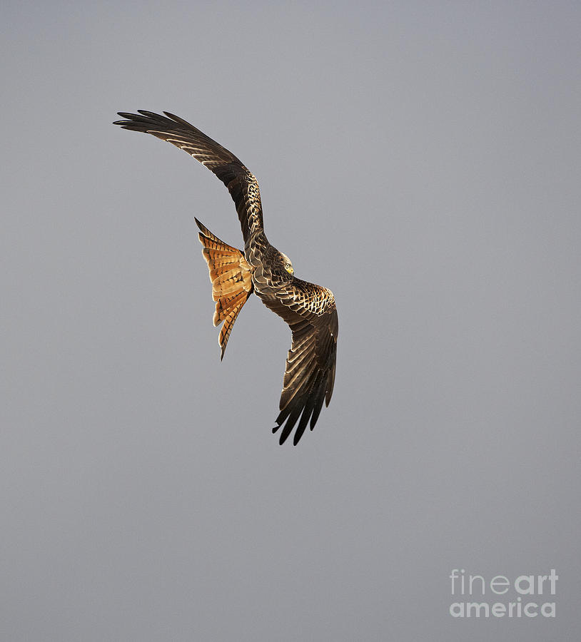 Bird Photograph - Red Kite #2 by Premierlight Images