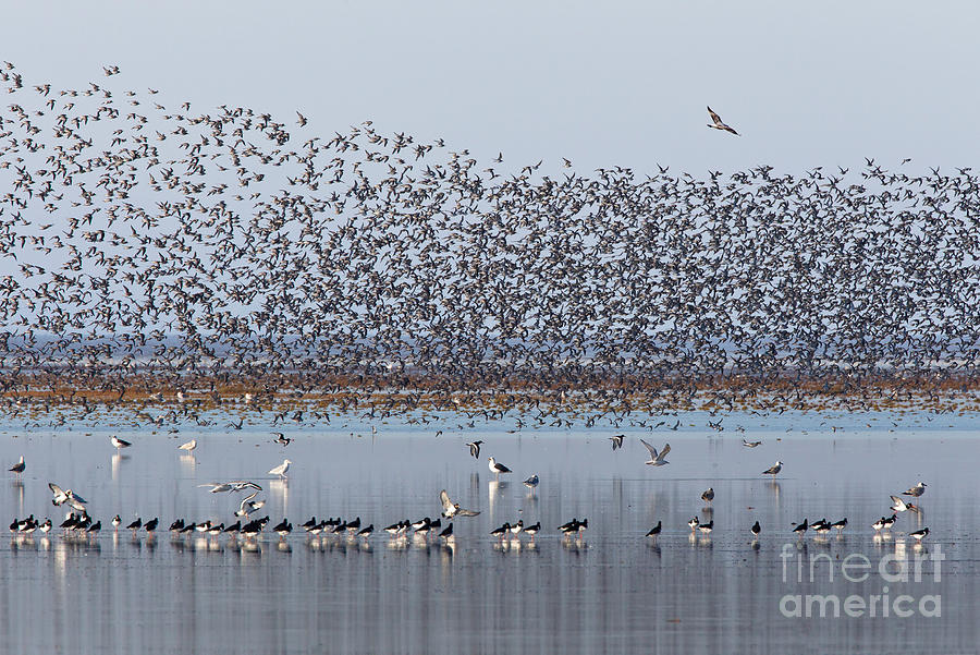 Red Knot Flock #2 Photograph by Thomas Hanahoe