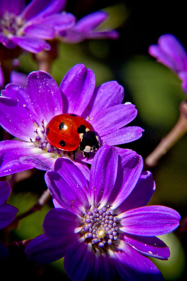 Ladybug Photograph - Red Lady In Lavender #2 by Her Arts Desire