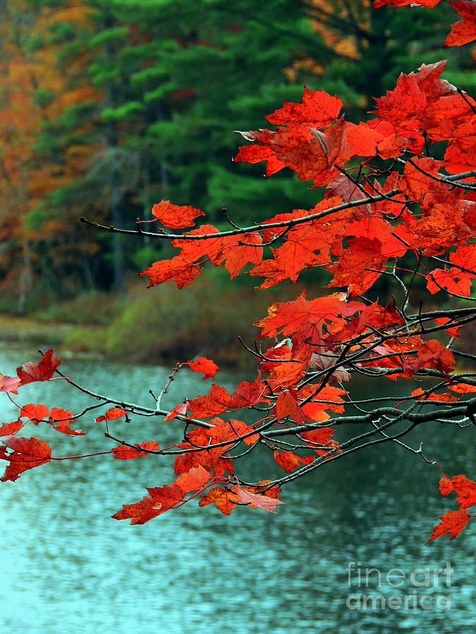 Red Leaves Photograph by Marcia Lee Jones
