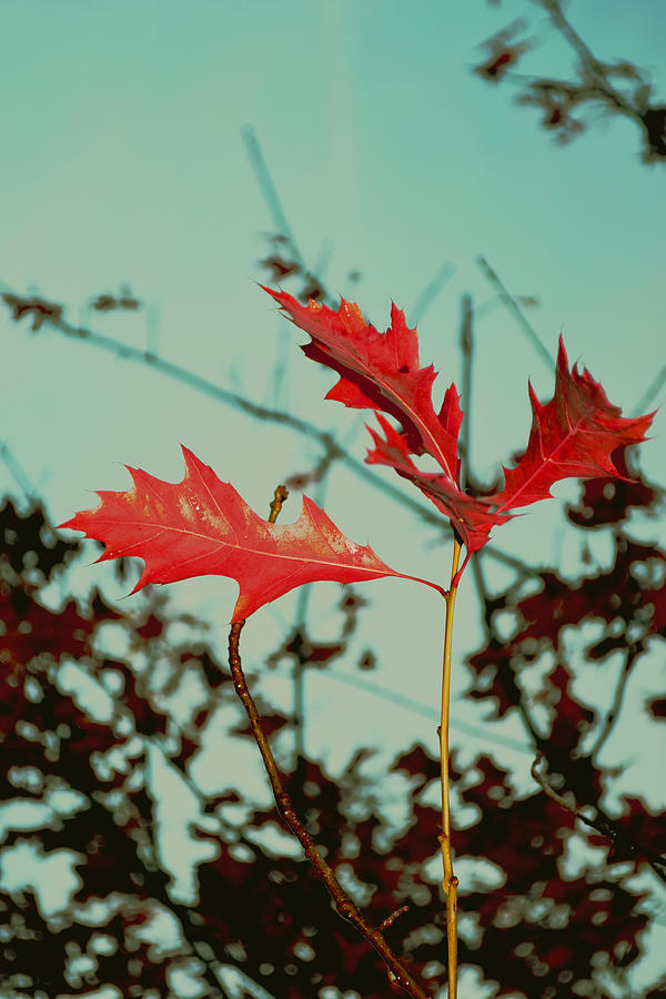 Nature Photograph - Red leaves #2 by Nadeesha Jayamanne