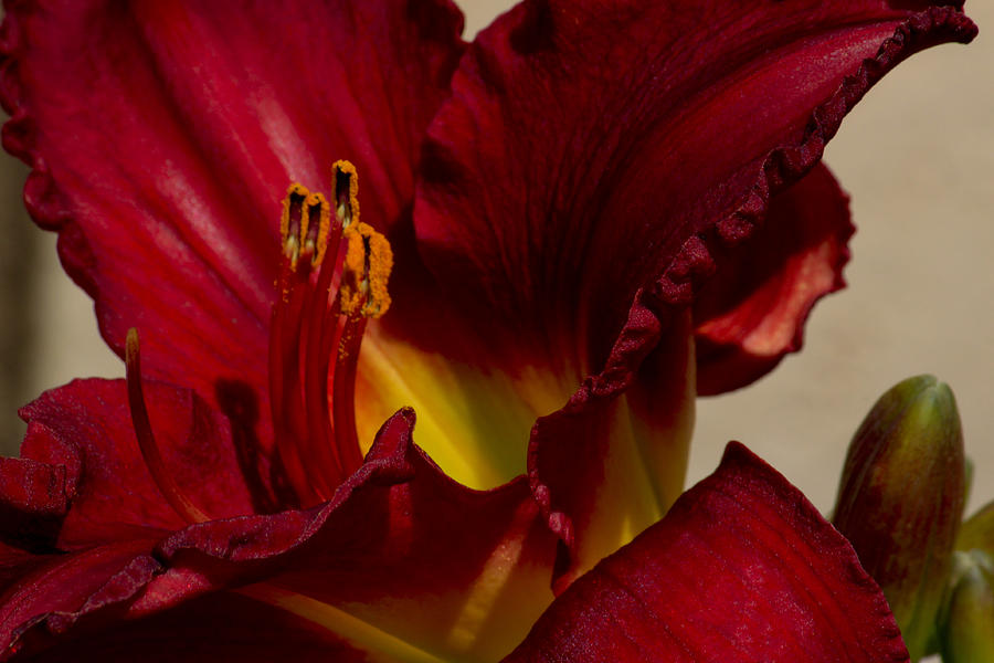 Red Lily Photograph by Ivete Basso Photography