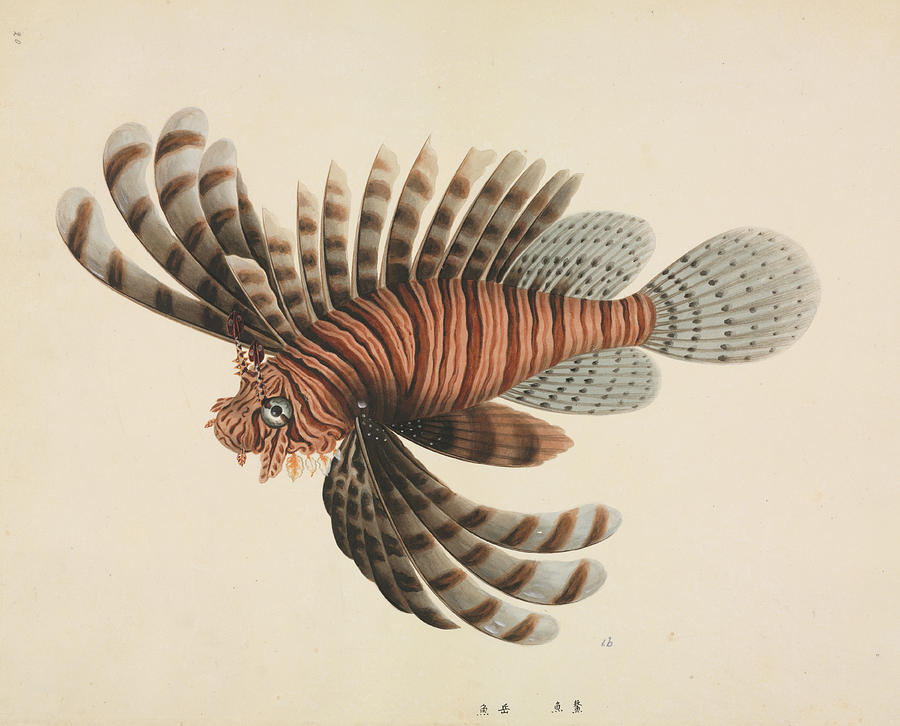 Fish Photograph - Red Lionfish #2 by Natural History Museum, London