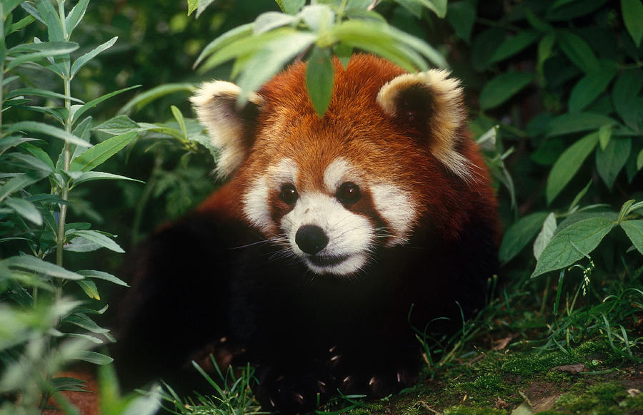 Red Panda, China #2 Photograph by Thomas And Pat Leeson