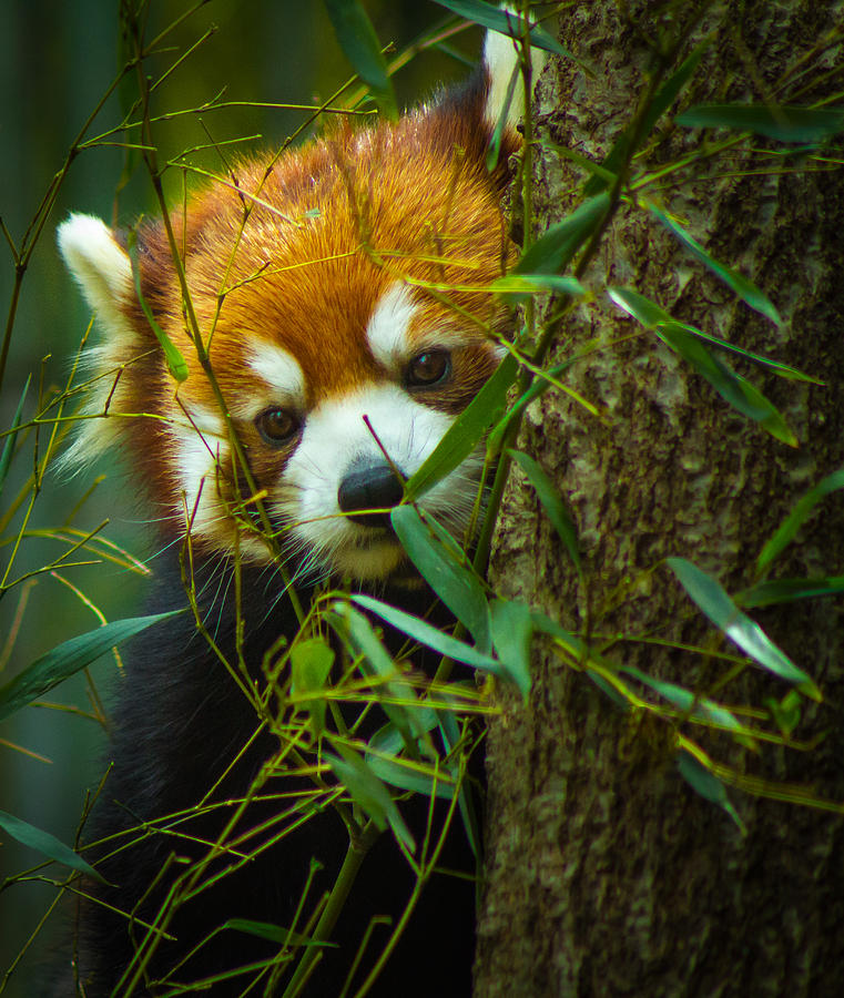 Animal Photograph - Red Panda photo #2 by Rick McKee