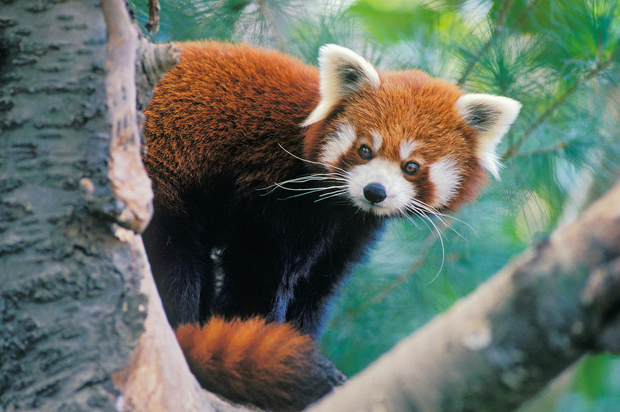 Red Panda #2 Photograph by Thomas And Pat Leeson