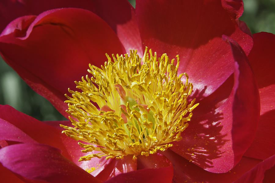 Red Peony Flower #2 Photograph by Keith Webber Jr