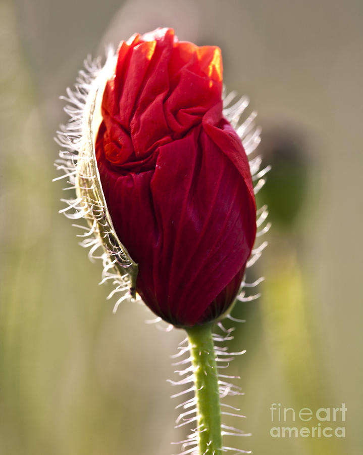 Red Poppy Bud #2 Photograph by Heiko Koehrer-Wagner