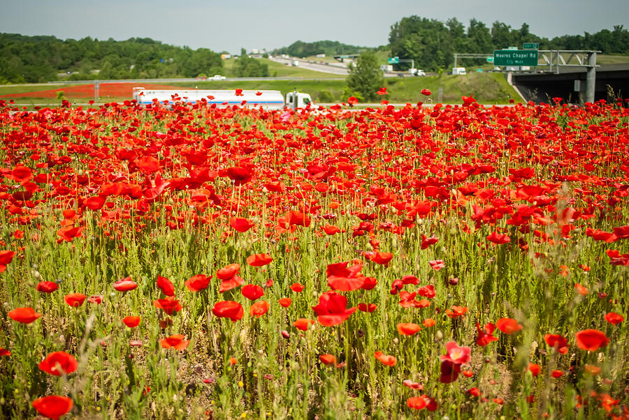 Red Poppy Field Near Highway Road #2 Photograph by Alex Grichenko