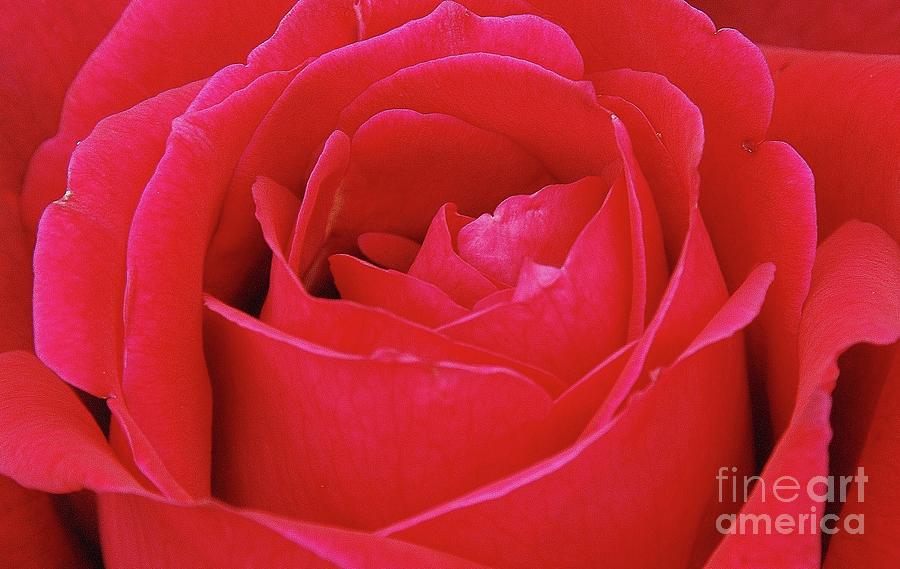 Red Rose #2 Photograph by Allen Beatty