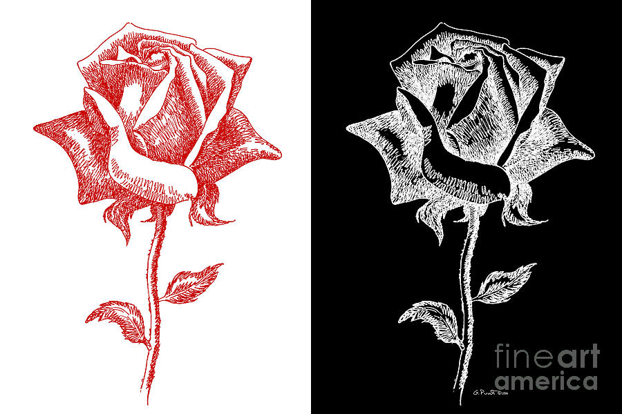 2 Red Rose Drawing Combo Digital Art by Gordon Punt