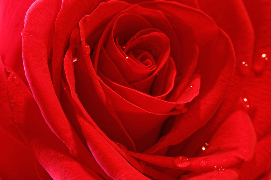 Red Rose #2 Photograph by Peter Lakomy