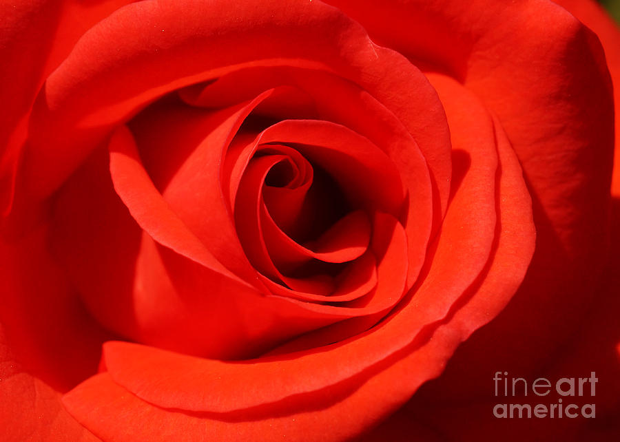 Flowers Still Life Photograph - Red Rose #2 by Rudi Prott