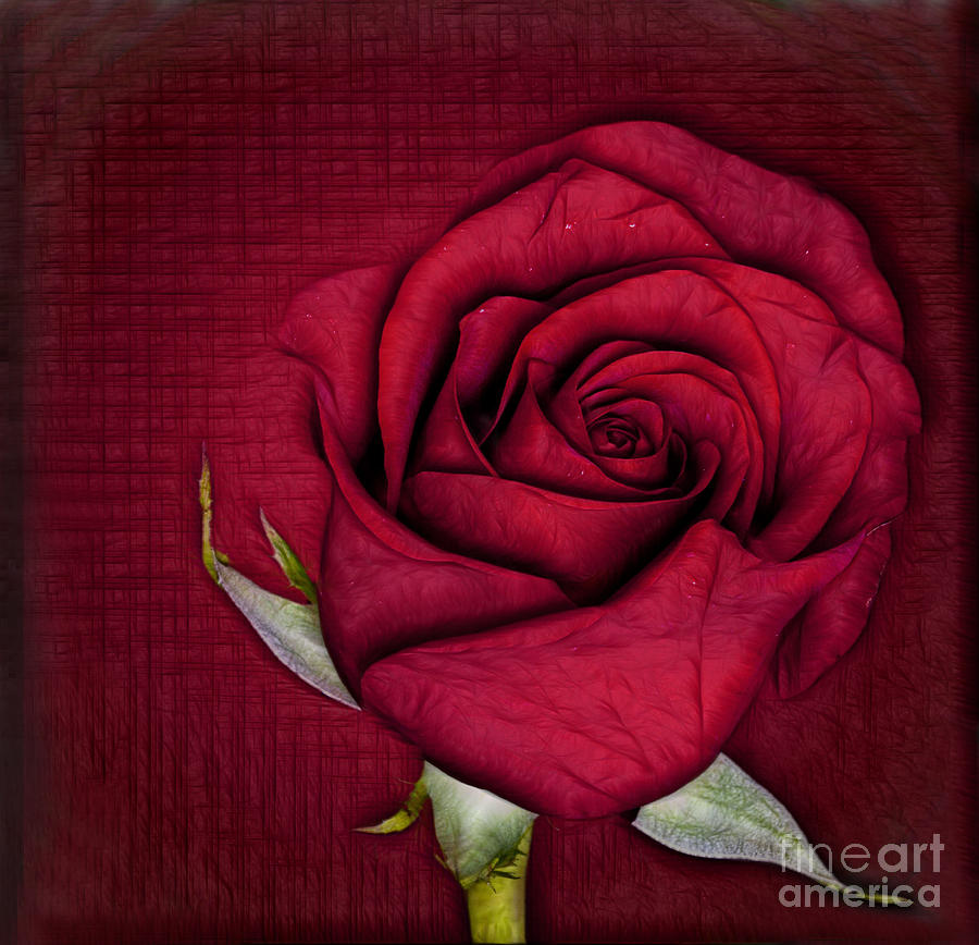 Red Rose #2 Photograph by Shirley Mangini