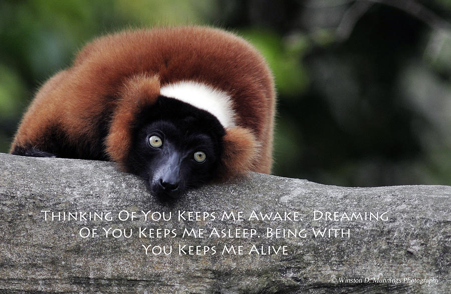 Red Ruffed Lemur #2 Photograph by Winston D Munnings