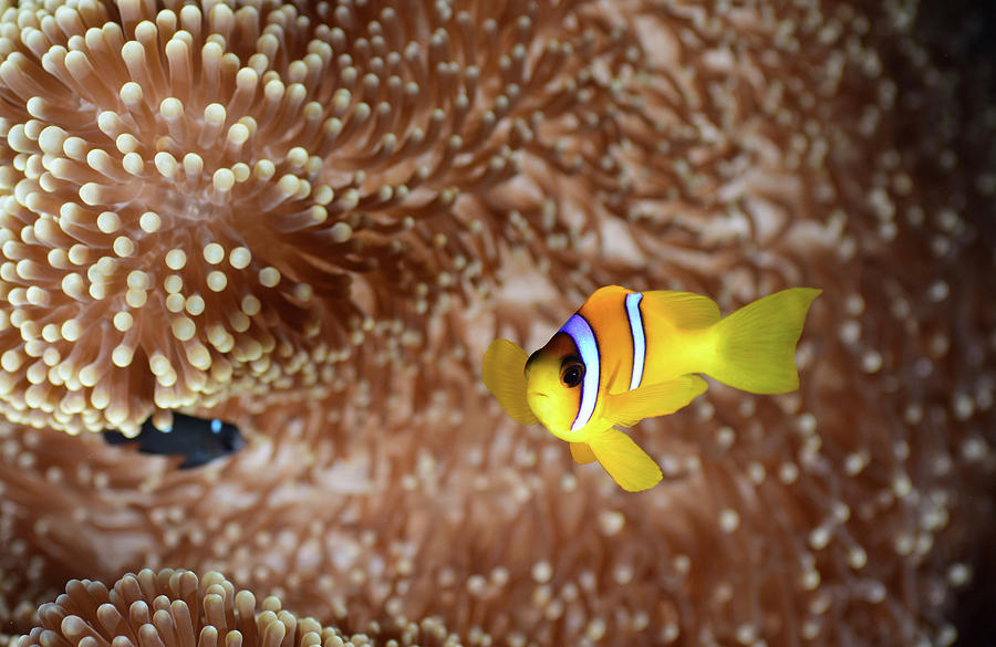 Red Sea Clownfish Amphiprion Bicinctus Photograph by Andreas Schumacher ...