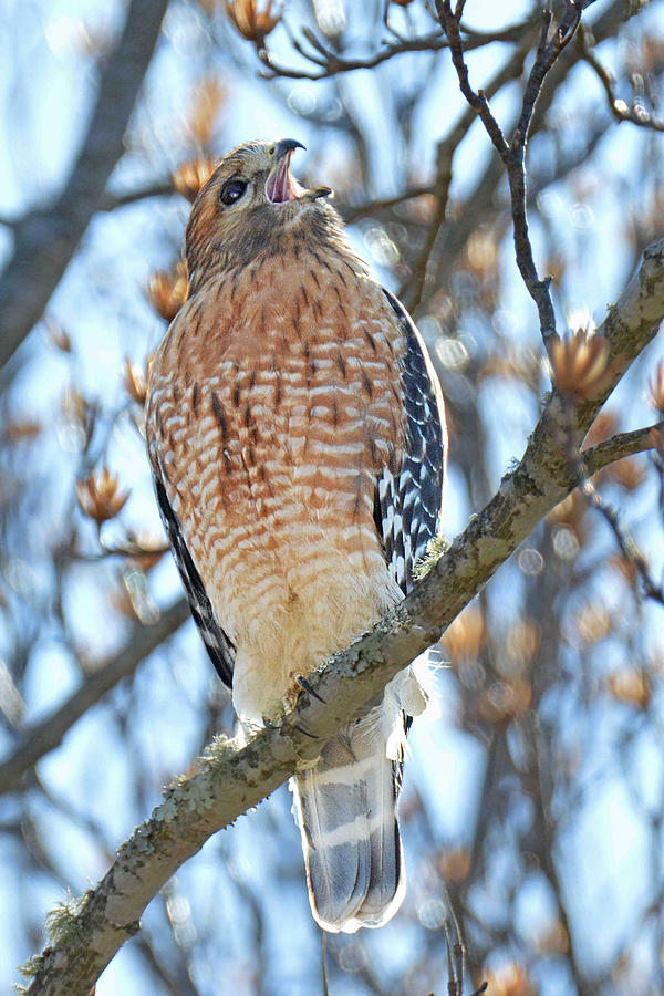 Red-shouldered Hawk #2 Photograph by Alan Lenk