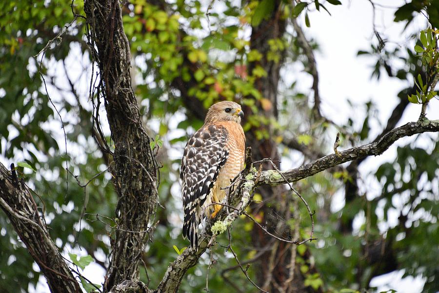 Red Shouldered Hawk #2 Photograph by Bill Hosford