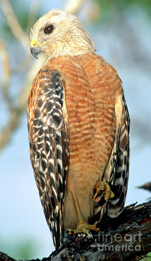 Red Shouldered Hawk #2 Photograph by Millard H. Sharp