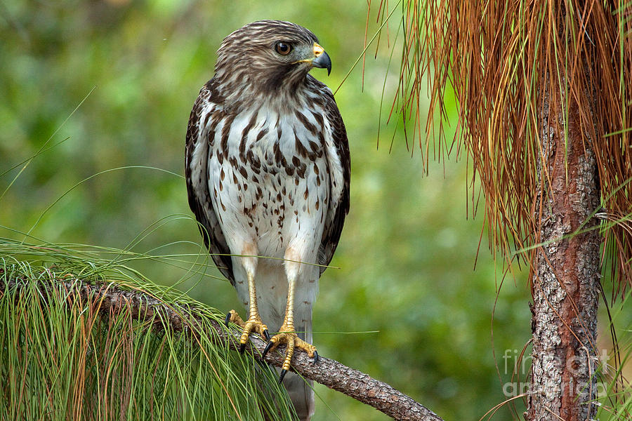 Red Shouldered Hawk Photo Photograph