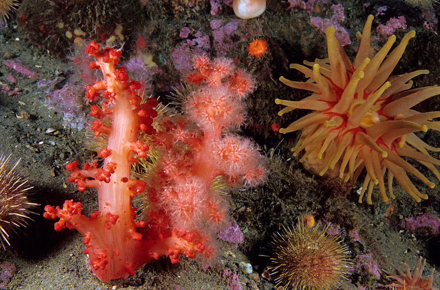 Red Soft Coral #2 Photograph by Andrew J. Martinez