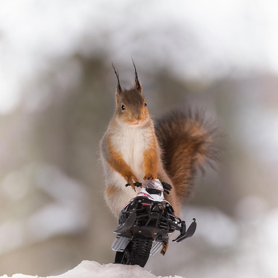 Nature Photograph - Red Squirrel Riding Snowmobile #2 by Geert Weggen