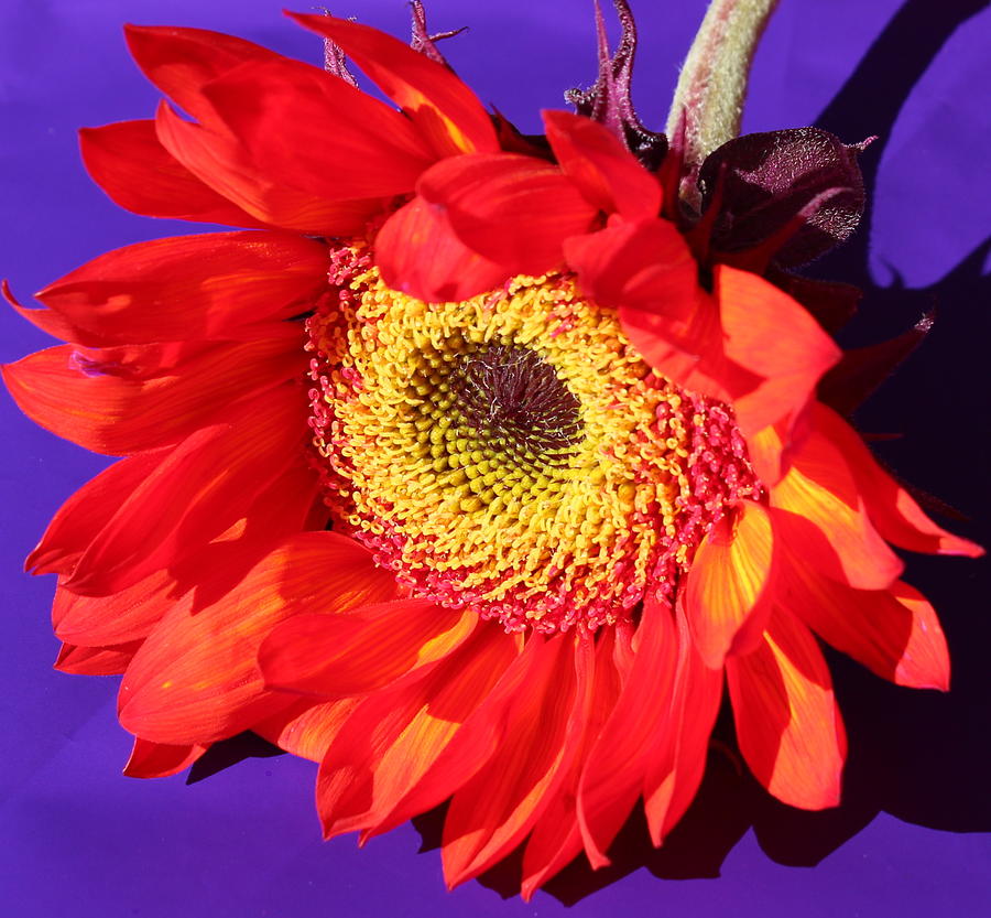 Red Sunflower Photograph by Kume Bryant