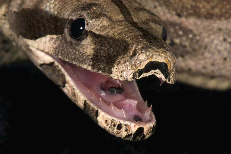 large boa constrictor