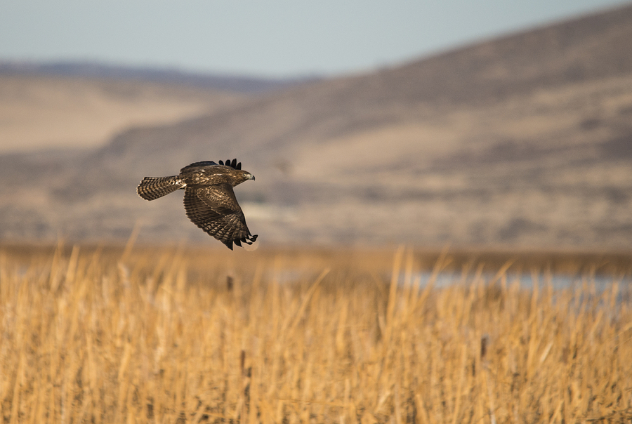 Red Tail Hawk in Flight Photograph by Loree Johnson