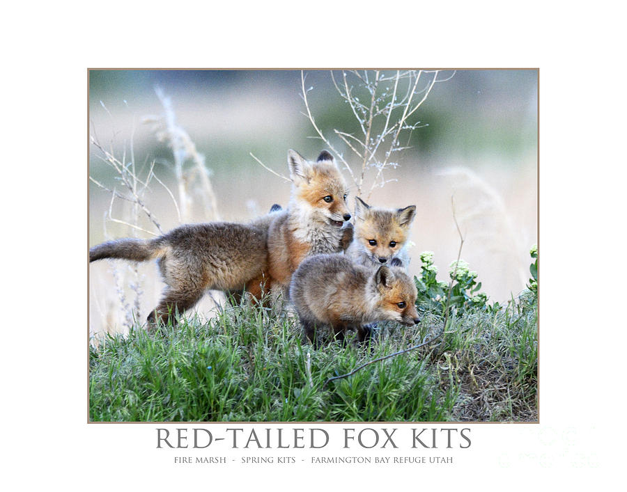 Red-tailed Fox Kits #2 Photograph by Dennis Hammer
