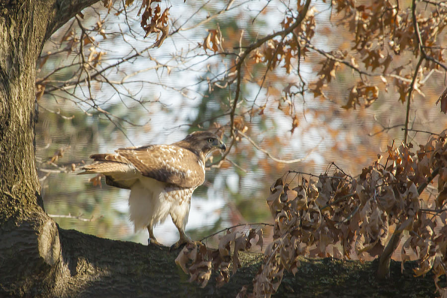 Red-tailed Hawk #2 Photograph by Jack R Perry