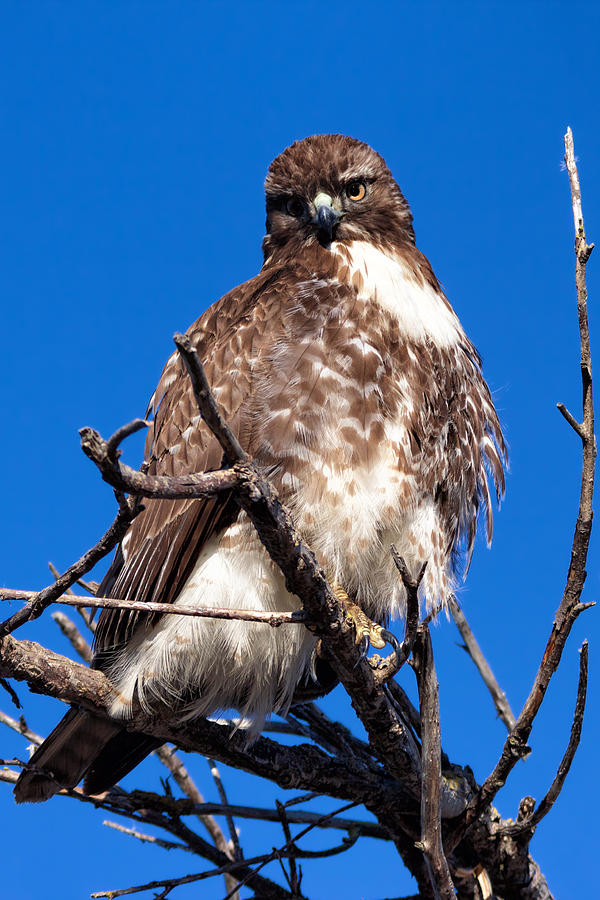 Red-tailed Hawk #2 Photograph by Kathleen Bishop