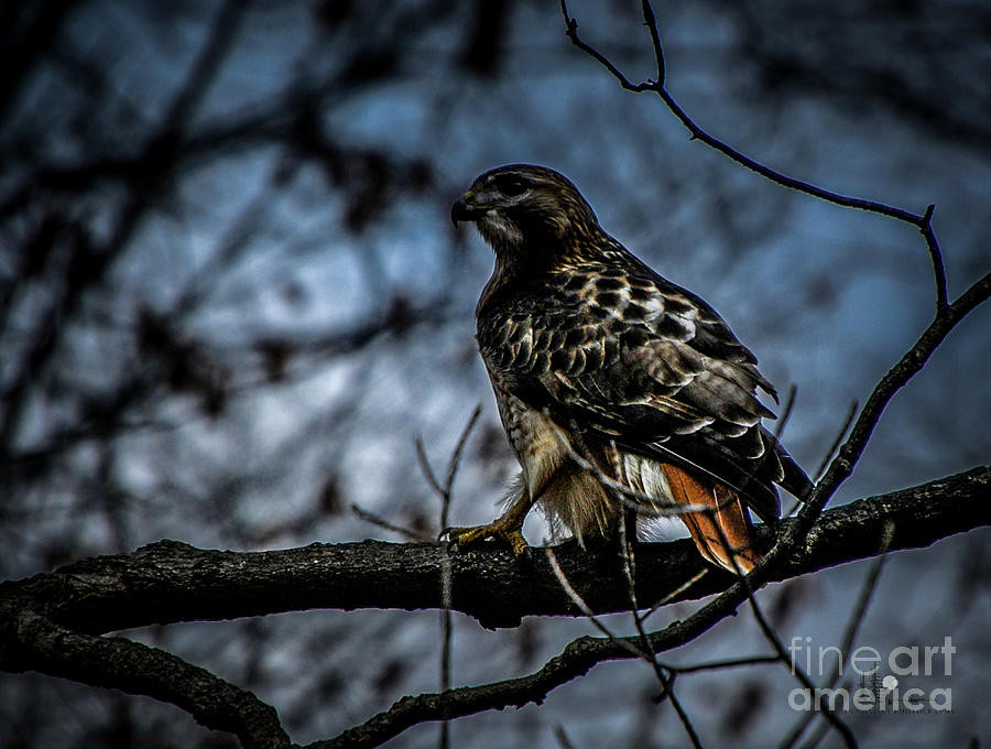 Red Tailed Hawk #2 Photograph by Ronald Grogan