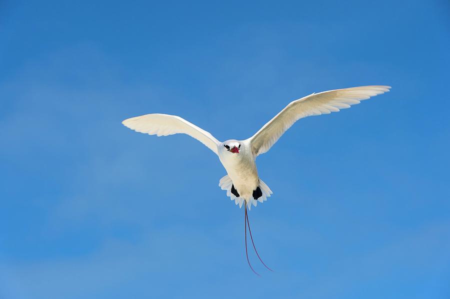 Red-tailed Tropicbird #2 Photograph by Christopher Swann/science Photo Library