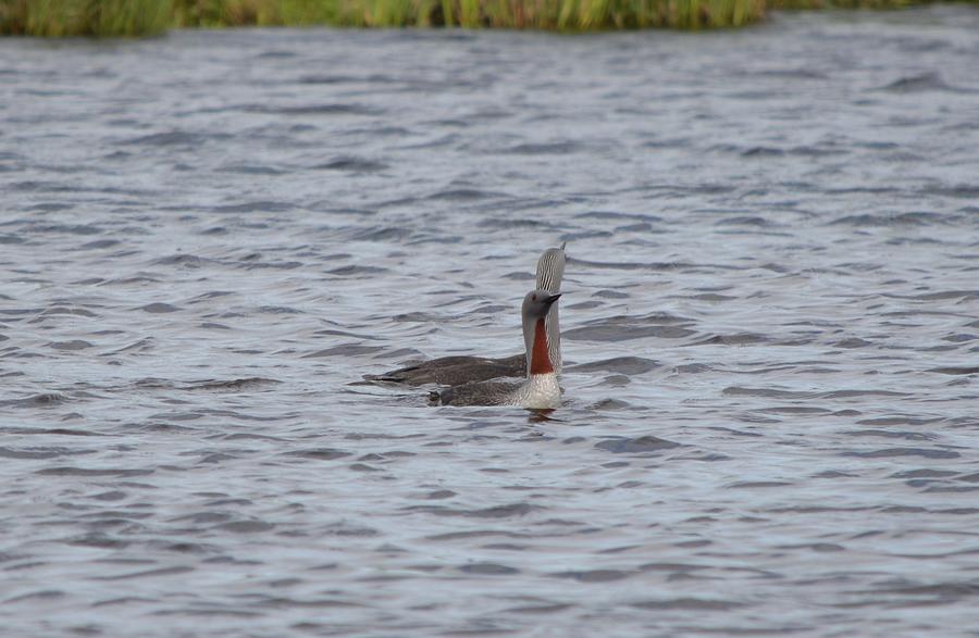 Red-throated Loon #2 Photograph by James Petersen