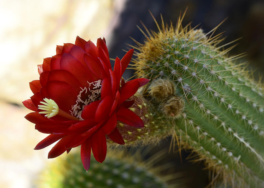Red Torch Cactus  #2 Photograph by Saija Lehtonen