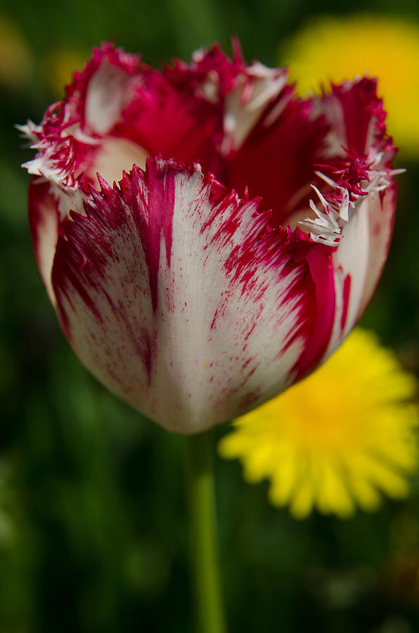 Red Tulip #2 Photograph by Michael Goyberg