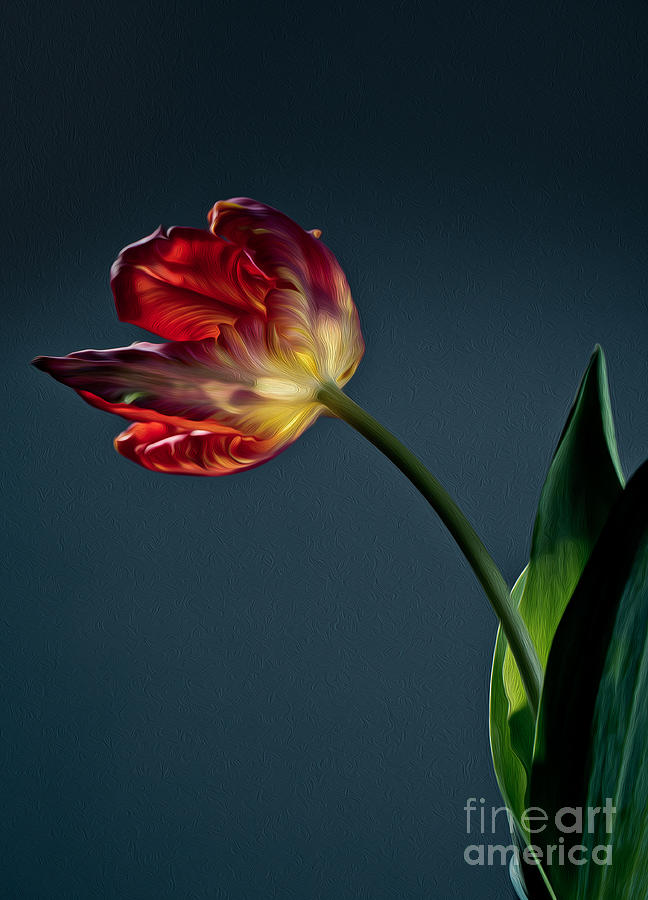 Tulip Photograph - Red Tulip #2 by Nailia Schwarz