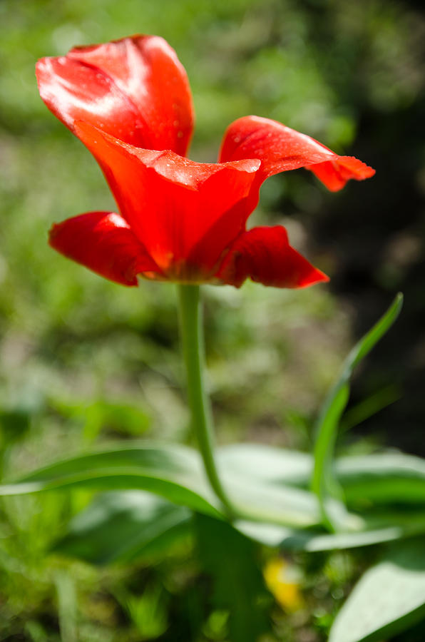 Red Tulip on the green background #2 Photograph by Michael Goyberg