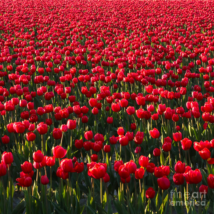 Red Tulips Square #1 Photograph by Carol Groenen
