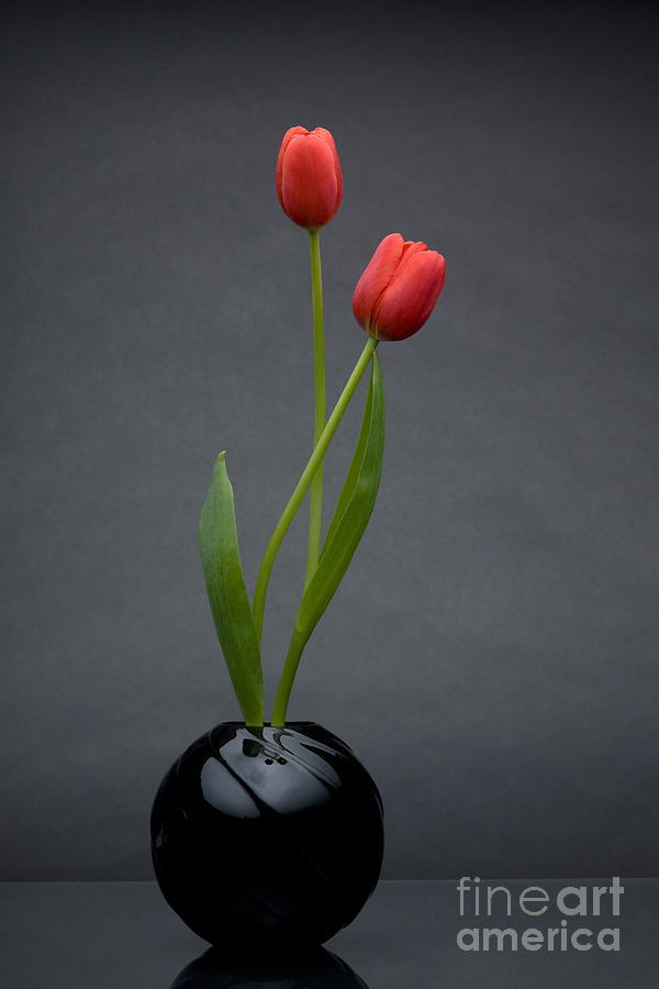 Red Tulips #3 Photograph by Wolfgang Herath