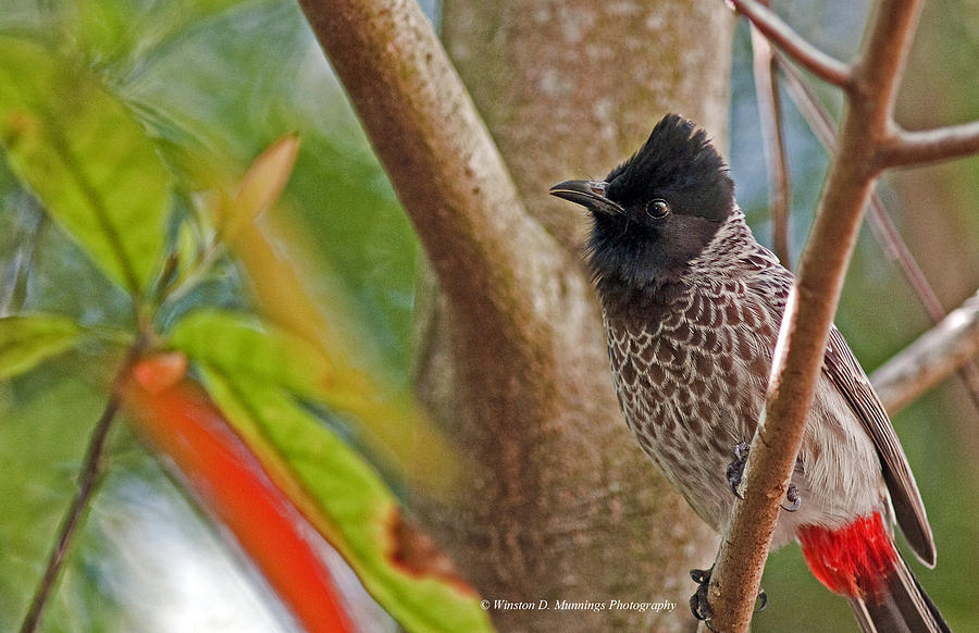 Red Vented Bulbul #2 Photograph by Winston D Munnings