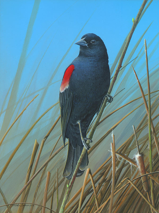 Red-winged Black Bird Painting by Mike Brown