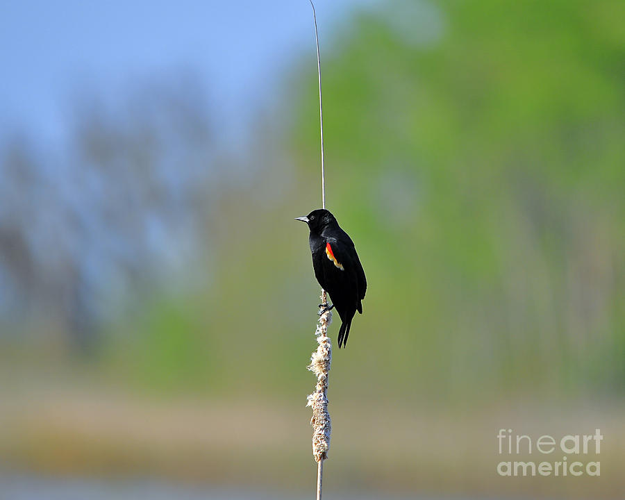 Blackbird Photograph - Red-winged Blackbird #2 by Al Powell Photography USA