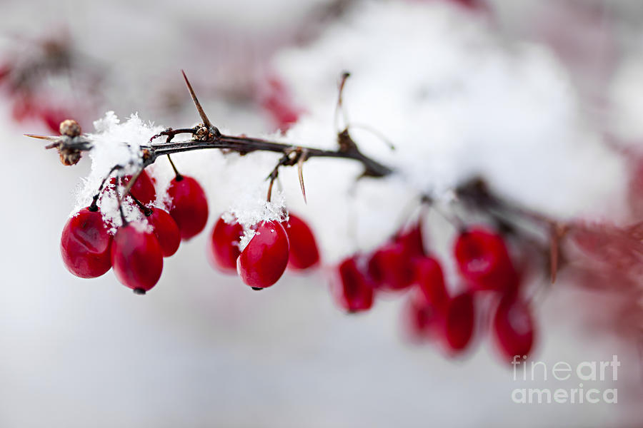 Red winter berries under snow 1 Photograph by Elena Elisseeva