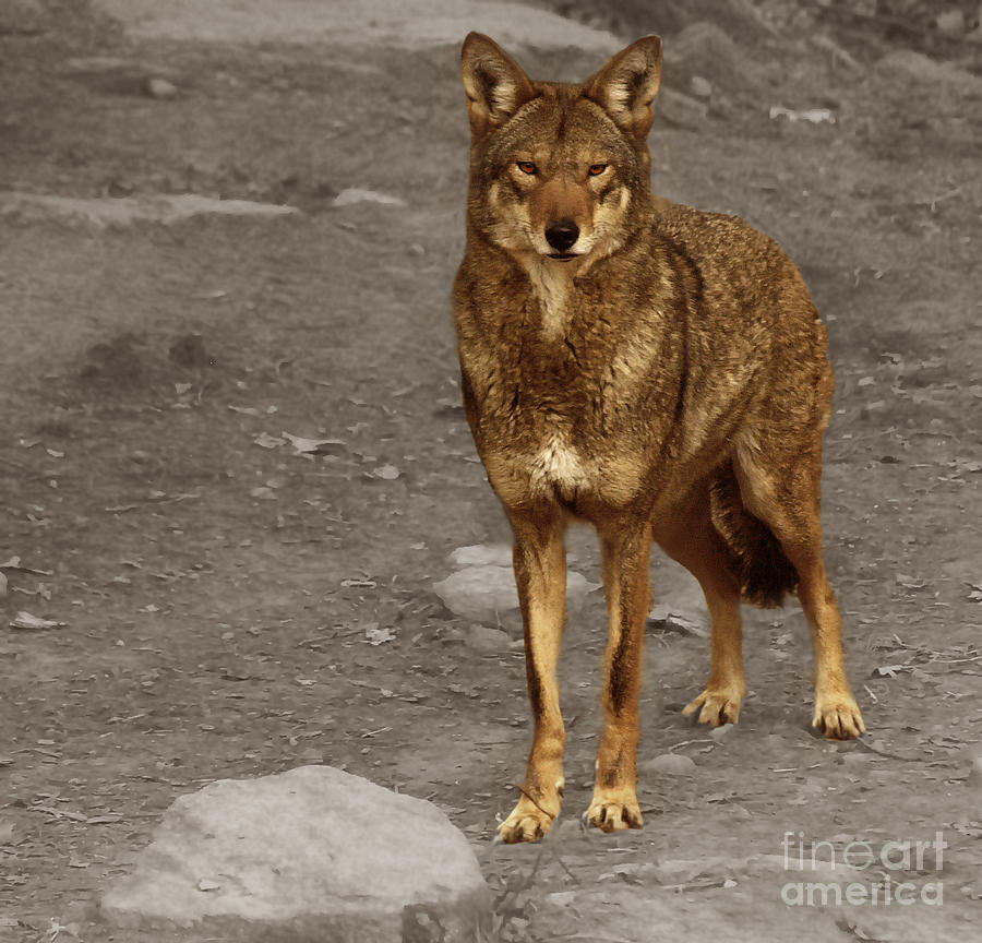 Red Wolf #2 Photograph by Raymond Earley