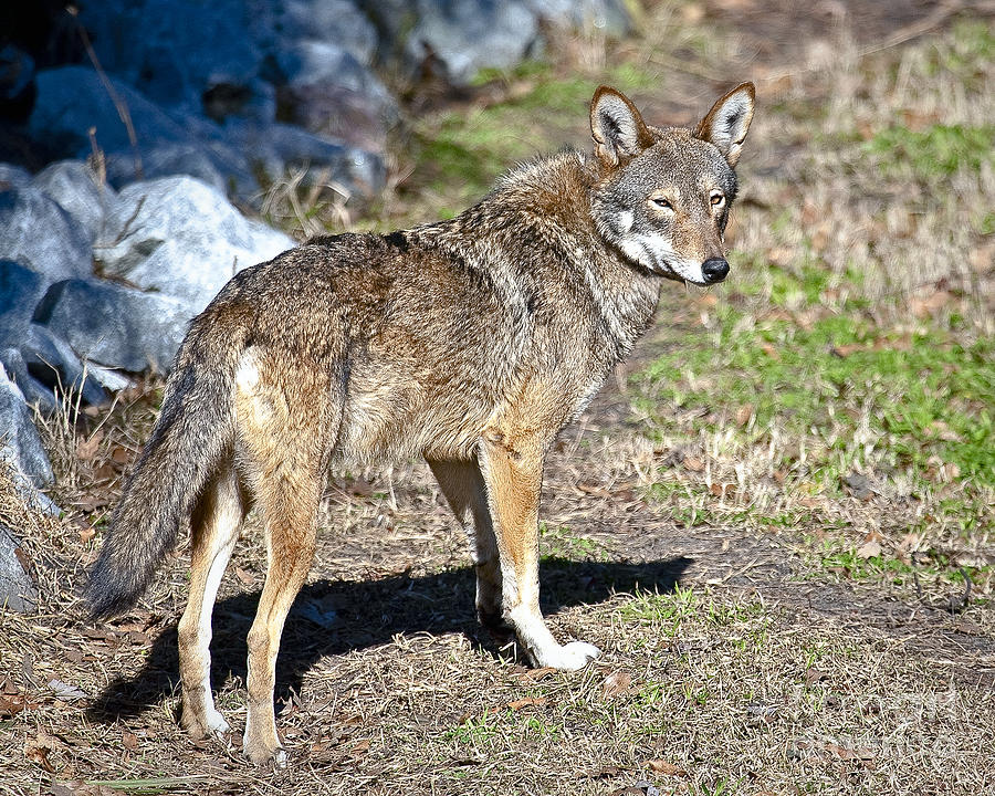 Red Wolf #2 Photograph by Ronald Lutz