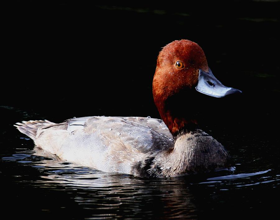Duck Photograph - Redhead Duck #2 by Ira Runyan