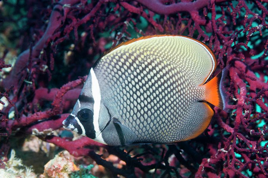 Nature Photograph - Redtail Butterflyfish On A Reef #2 by Georgette Douwma